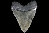 Huge, Fossil Megalodon Tooth - Georgia #84135-2